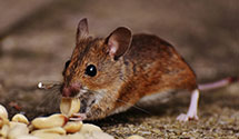 24 Hour & Emergency Exterminators in North Kingsville, OH